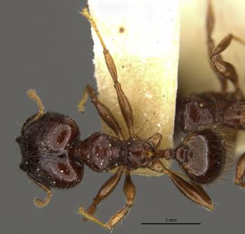 Media type: image;   Entomology 20772 Aspect: habitus dorsal view